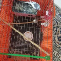 جفت مرغ عشق با قفس و لوازم