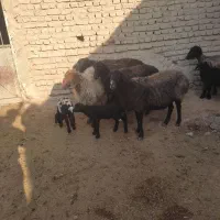 میش بره دار