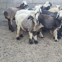 بره نره ماده|حیوانات مزرعه|درودزن, |دیوار