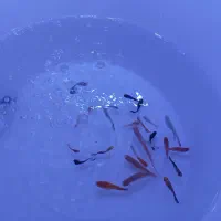 ماهی  گوپی مولی دوم شمشیری پلاتی