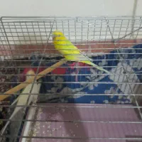 معاوض باجوجه قناری نر|پرنده|مشکیندشت, |دیوار