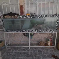 آکواریوم ماهی