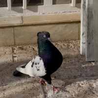 جفت سینه سیاه و مشکی