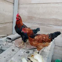 مرغ و خروس محلی|حیوانات مزرعه|اسکو, |دیوار