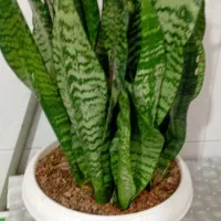 گل خونه کوچک و کلی گل زیبا۱۰۰تو۲۰۰ت