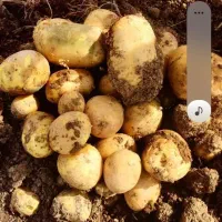 فروش سیب زمینی جیلی ۱۴۰۲