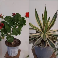 گل های طبیعی