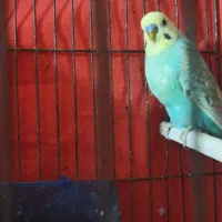 مرغ عشق|پرنده|اهواز, کوی علوی|دیوار