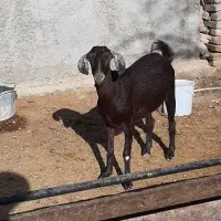 بز و بزغاله|حیوانات مزرعه|بهارستان, |دیوار