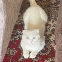 گربه اسکاتیش