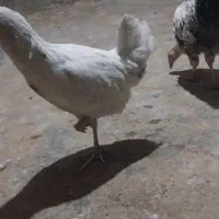 با سلام 2عدد مرغ وخروس گلین لری