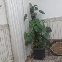 برگ انجیری بزرگ