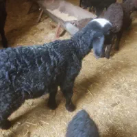 بره نر و ماده وبزغاله|حیوانات مزرعه|دلیجان, |دیوار