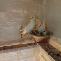 کبوتر قرمز گوز آغ گوروخ نرماده