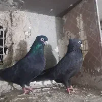 کبوتر زاغ آبادانی