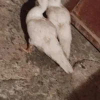 حیوانات مزرعه