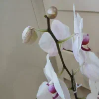 گل ارکیده سفید آپارتمانی|گل و گیاه طبیعی|تهران, شهرک خرازی|دیوار
