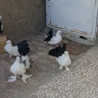 چتری  سینه دمسیاه|پرنده|ساوه, |دیوار