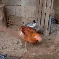 مرغ محلی تخمگذار دونه ۵۰۰