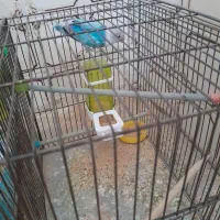 کوتوله برزیلی رنگ دار با اصالت|پرنده|زالیان, |دیوار