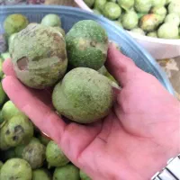 گردو تازه درشت مغزسفید.