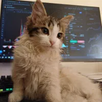 واگذاری گربه ماده لانگ هیر ۳ ماهه|گربه|کرج, شاهین‌ویلا|دیوار