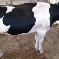 گوساله نر چاق