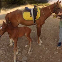 مادیان ۴ ساله با کره یک ماهه|اسب و تجهیزات اسبسواری|خرمآباد, |دیوار