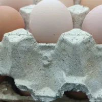 تخم مرغ رسمی...|خوردنی و آشامیدنی|یزد, |دیوار
