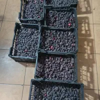 خرمافله قیمت بازار