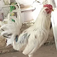 خروس گلین مست و زرنگ ۸ ماهه
