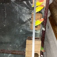 مرغ عشق رینبو و پروانه ای و طوطی کوتوله برزیلی|پرنده|قائم‌شهر, |دیوار