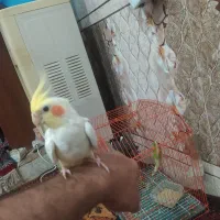 عروس هلندی|پرنده|اهواز, اهواز|دیوار