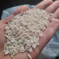 برنج طارم هاشمی زیر قیمت