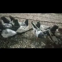 فروش تعدادی سینه ای پلاکی یالی