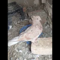 جوجه سرخ دمسفید کاکل|پرنده|سراوان, |دیوار