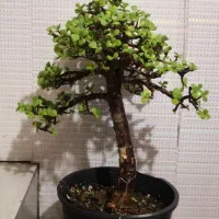 بنسای جید سن بالا و قطور