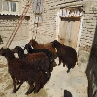 گوسفند (نر)|حیوانات مزرعه|محمدیار, |دیوار