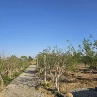اجاره-باغچه