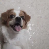 به دلیل مهاجرت‌دوتاپامر روباهی اصیل|سگ|مشهد, رستگار|دیوار