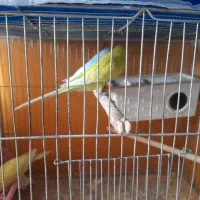 مرغ عشق و کتوله