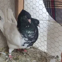 کفتر نقش وپرشی عطیقه