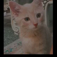 واگذاری ۲ گربه نر