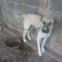 فروشی|سگ|قزوین, |دیوار