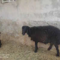 بره کوهه دو بر چینی فیروزآباد|حیوانات مزرعه|شیراز, باغ تخت|دیوار