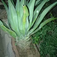 آپارتمان مبله در ای چهار تکمیل