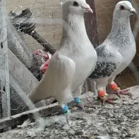سار کاکول خوشکل