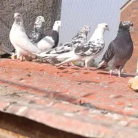 کفتر|پرنده|قم, ولیعصر|دیوار