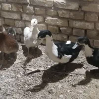 اردک|حیوانات مزرعه|اردکان, |دیوار