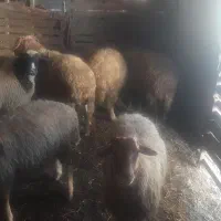 بره نر تمیز